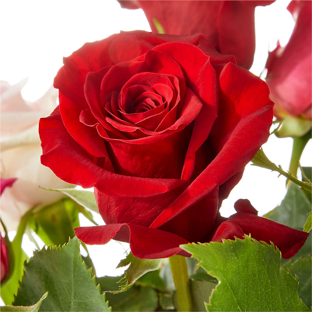 Love Notes Rose Bouquet – PIERSON'S FLOWER SHOP & GREENHOUSES INC, Cedar Rapids IA