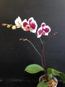 Phalaenopsis Orchid In Ceramic Pot
