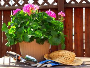 Geranium Pot