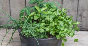 Herb Garden