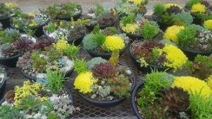 Succulent Garden