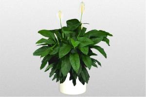 Spathiphyllum