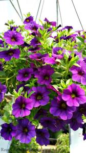 10 Inch Annual Hanging Basket